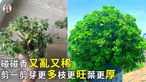 左手香剪枝|碰碰香想要長的更茂盛，可以去除頂端優勢，促使芽更。